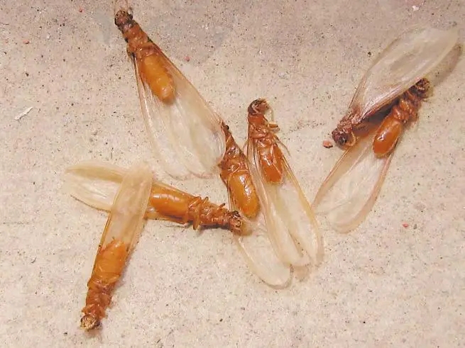 “白蟻季”又又又來了！幾個小妙招讓你擺脫白蟻困擾！